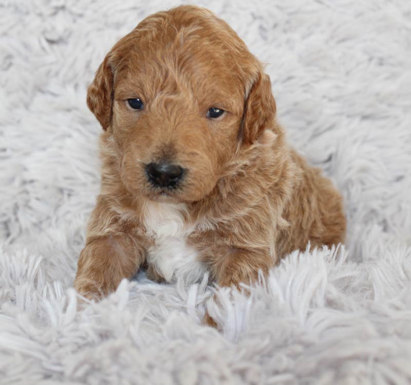 Home 10 Mini Goldendoodle puppies for sale near me