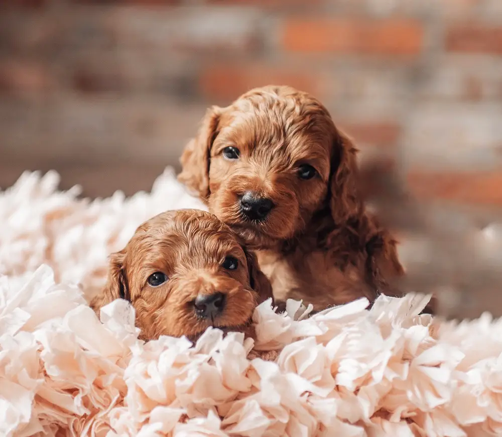 Mini-Goldendoodle