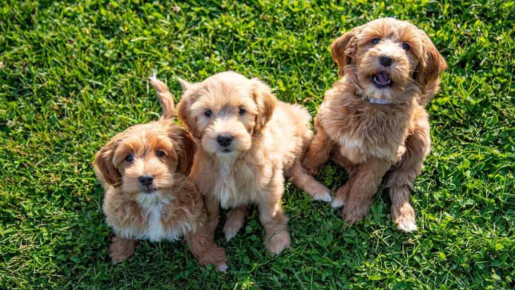 Mini Goldendoodle Generations and Coat Types 1 Mini Goldendoodle Generations and Coat Types