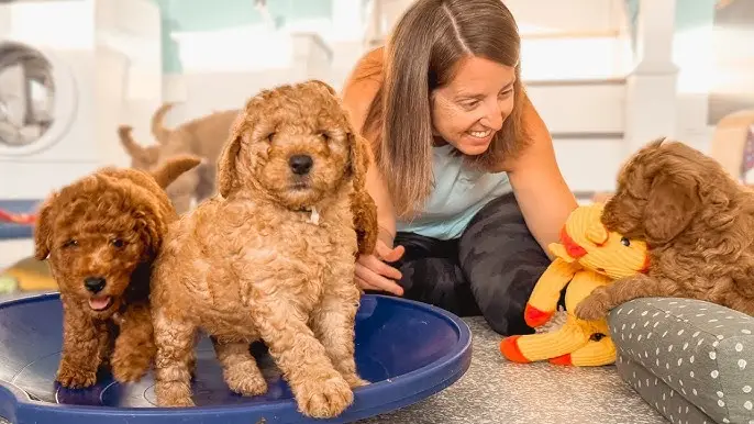 mini golden doodle