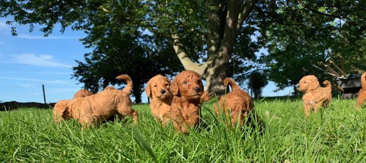 mini goldendoodle,mini goldendoodle for sale,mini goldendoodles,mini goldendoodle full grown,mini goldendoodle puppies,goldendoodle mini breeder,mini goldendoodle for sale near me,f1b mini goldendoodle,goldendoodle mini for sale near me,mini goldendoodles near me,mini golden doodle,golden doodle mini,mini golden doodles,mini golden doodles for sale,red golden doodle mini,mini golden doodles near me