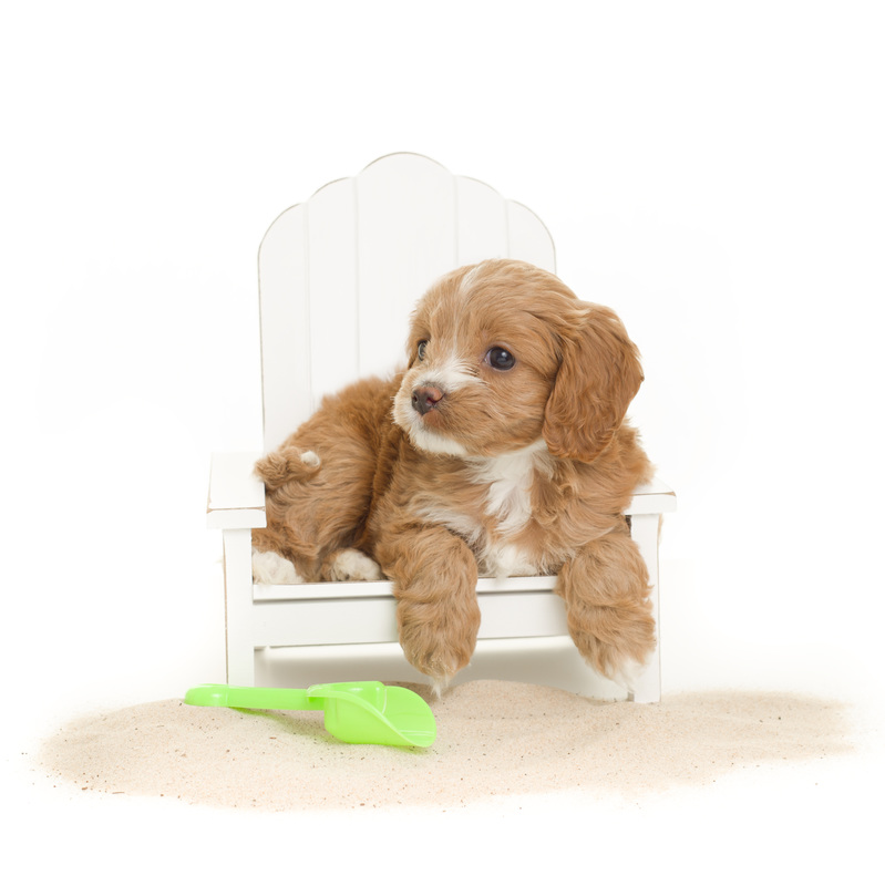 Home 8 Mini Goldendoodle puppies 1