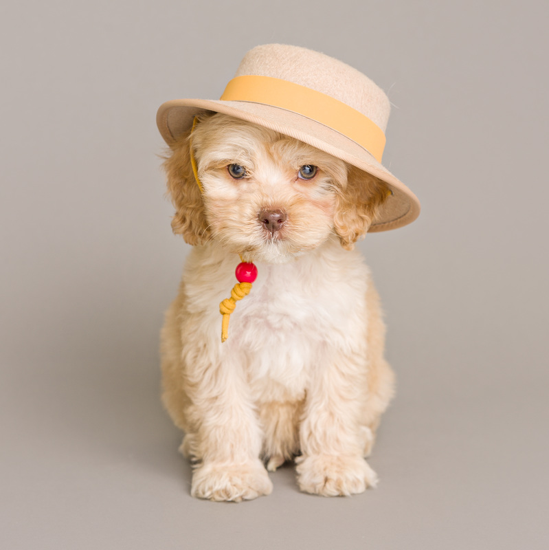 Home 9 Mini Goldendoodle puppies for sale near me