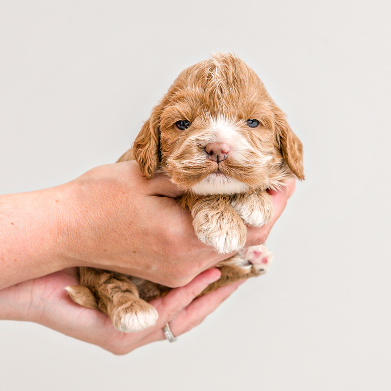 Home 5 mini goldendoodle for sale