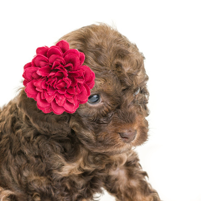 Home 6 Red Goldendoodle black