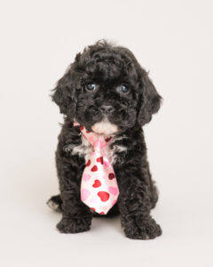 Home 7 Mini Goldendoodle puppies for sale